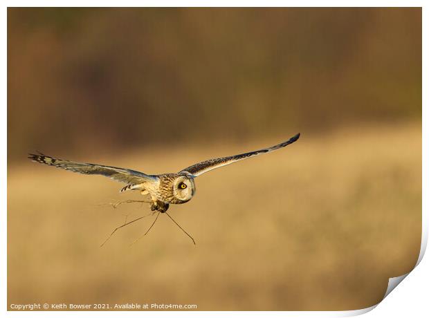 Short eared Owl Print by Keith Bowser
