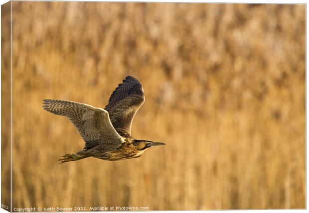 Bittern in flight Canvas Print by Keith Bowser