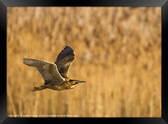 Bittern in flight Framed Print by Keith Bowser