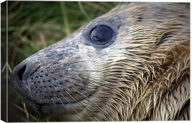 Close up Baby Seal Face Canvas Print by Kim Lawley