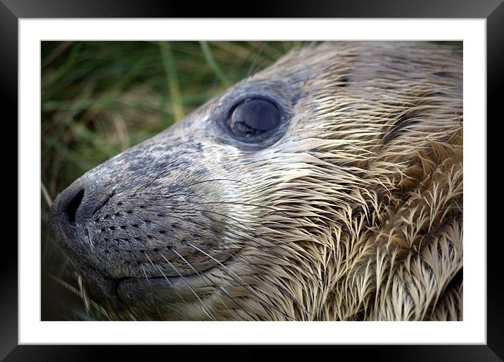 Close up Baby Seal Face Framed Mounted Print by Kim Lawley
