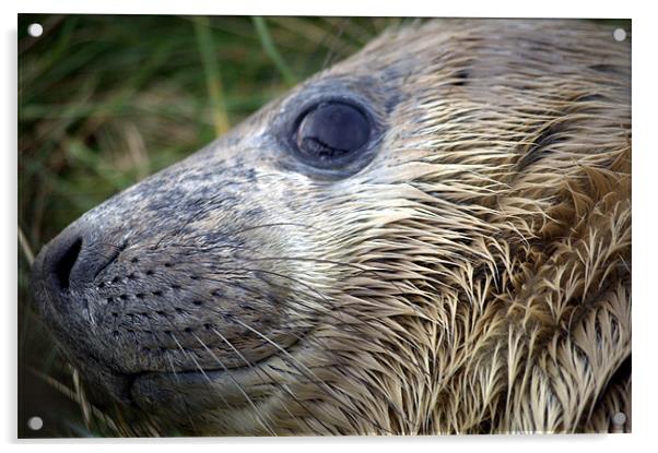 Close up Baby Seal Face Acrylic by Kim Lawley