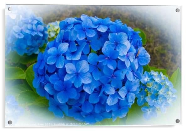 Blue Hydrangea Acrylic by Margaret Ryan
