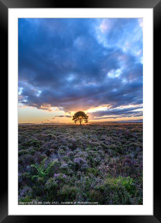 A lone tree on a hillside at Sunset Framed Mounted Print by Joe Dailly