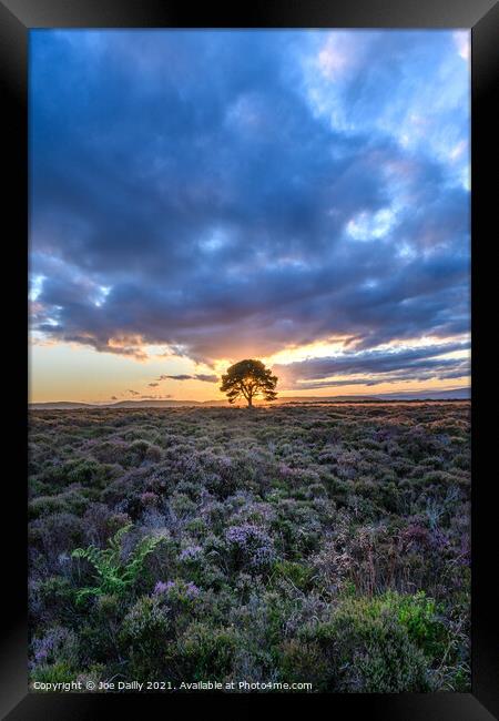 A lone tree on a hillside at Sunset Framed Print by Joe Dailly