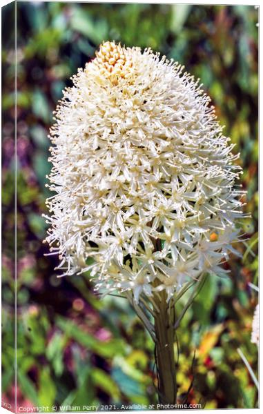 White Bear Grass Wildflower Mount Rainier Paradise Canvas Print by William Perry