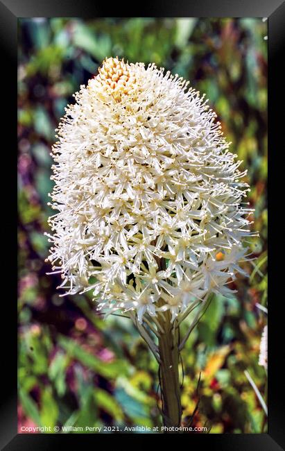 White Bear Grass Wildflower Mount Rainier Paradise Framed Print by William Perry