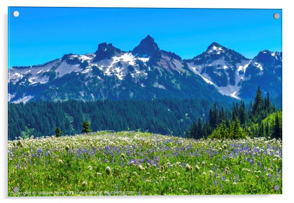 Wildflowers Tatoosh Range Paradise Mount Rainier National Park W Acrylic by William Perry