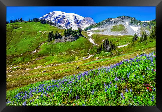 Wildflowers Paradise Mount Rainier National Park Washington Framed Print by William Perry