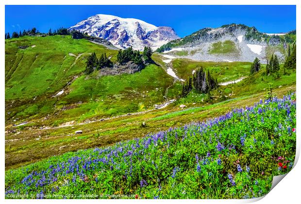 Wildflowers Paradise Mount Rainier National Park Washington Print by William Perry