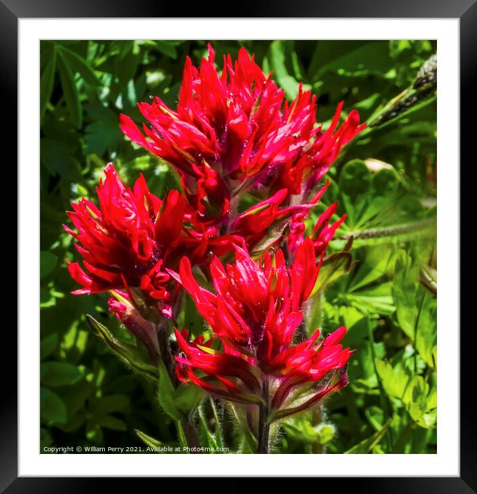 Magenta Indian Paintbrush Wildflower Mount Rainier Paradise Framed Mounted Print by William Perry