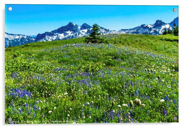 Wildflowers Tatoosh Range Paradise Mount Rainier National Park W Acrylic by William Perry