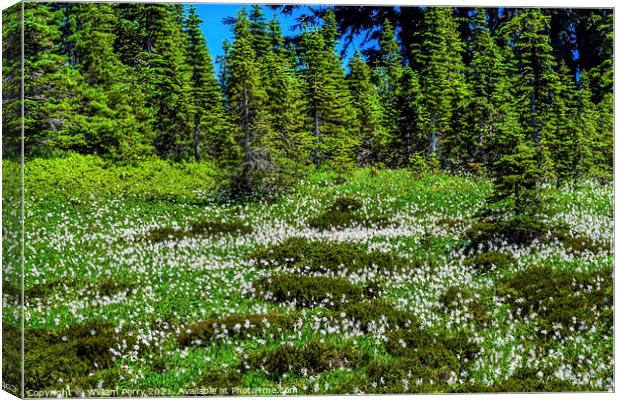 White Avalanche Lilies Wildflowers Mount Rainier Paradise Canvas Print by William Perry