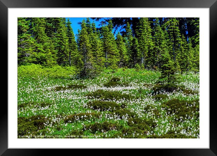 White Avalanche Lilies Wildflowers Mount Rainier Paradise Framed Mounted Print by William Perry