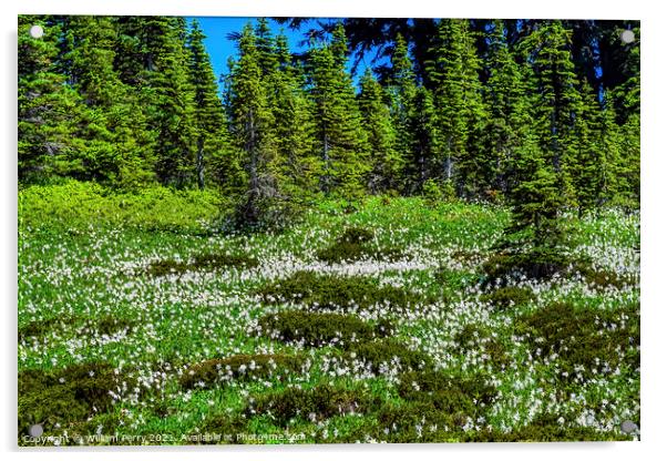 White Avalanche Lilies Wildflowers Mount Rainier Paradise Acrylic by William Perry