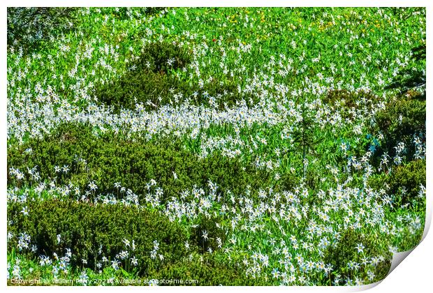 White Avalanche Lilies Wildflowers Mount Rainier Paradise Print by William Perry