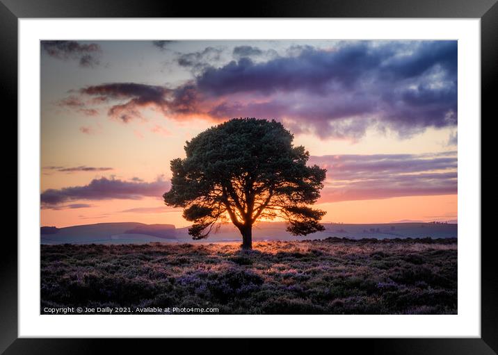 Lone tree on a hillside at Sunset Framed Mounted Print by Joe Dailly