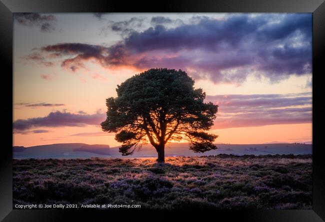 Lone tree on a hillside at Sunset Framed Print by Joe Dailly
