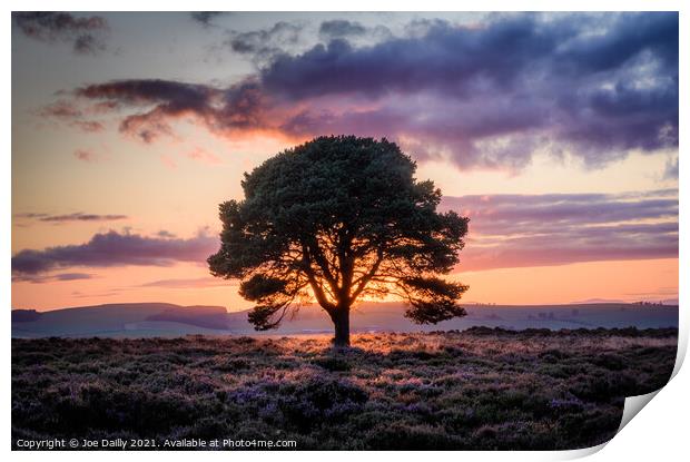Lone tree on a hillside at Sunset Print by Joe Dailly
