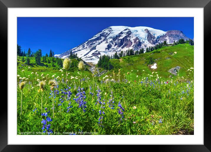 Bistort Lupine Wildflowers Paradise Mount Rainier National Park  Framed Mounted Print by William Perry