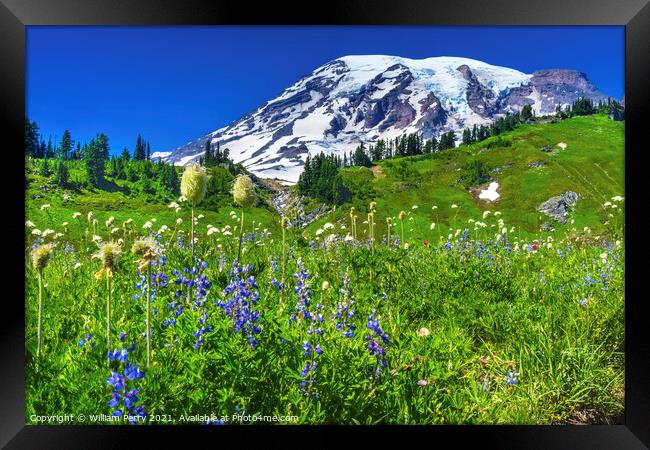 Bistort Lupine Wildflowers Paradise Mount Rainier National Park  Framed Print by William Perry