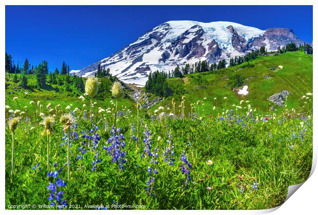 Bistort Lupine Wildflowers Paradise Mount Rainier National Park  Print by William Perry