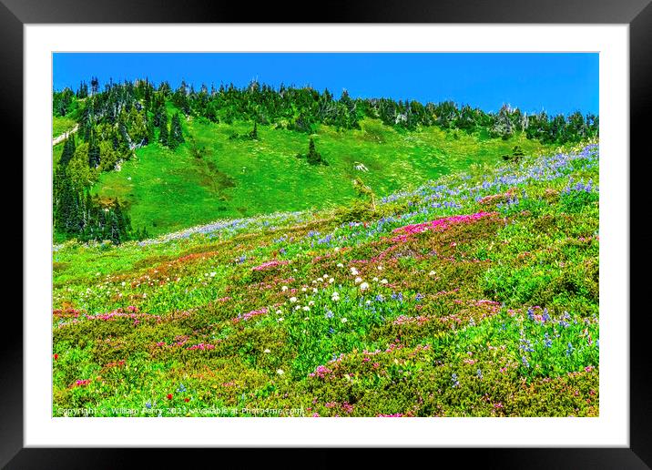 Pink Heather Blue Lupine Wildflowers Mount Rainier Paradise Framed Mounted Print by William Perry