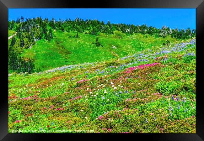 Pink Heather Blue Lupine Wildflowers Mount Rainier Paradise Framed Print by William Perry