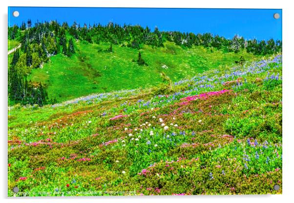 Pink Heather Blue Lupine Wildflowers Mount Rainier Paradise Acrylic by William Perry
