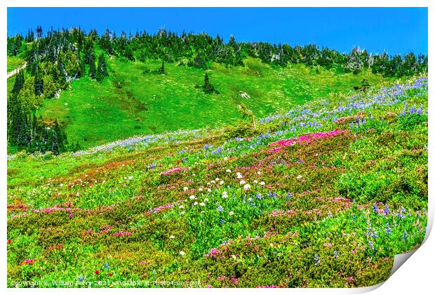 Pink Heather Blue Lupine Wildflowers Mount Rainier Paradise Print by William Perry