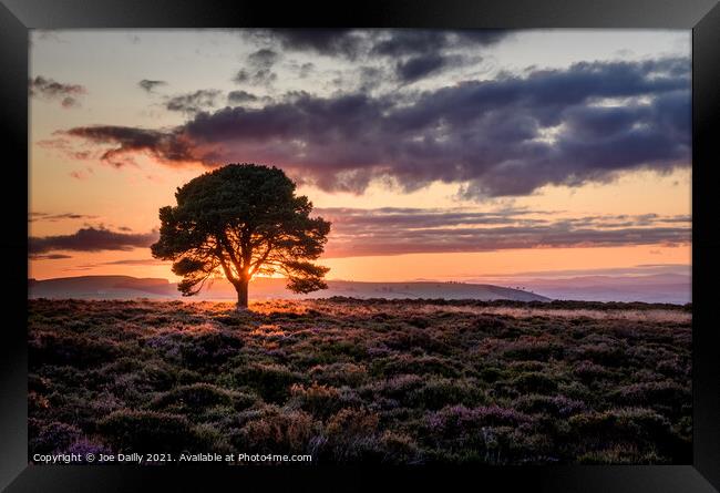 A lone tree at sunset Framed Print by Joe Dailly