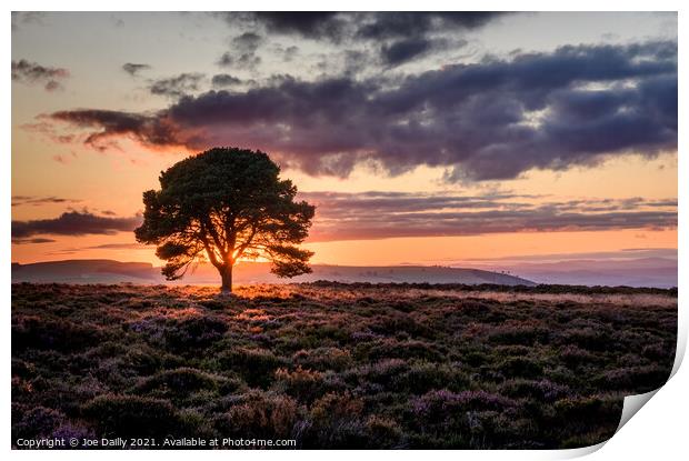 A lone tree at sunset Print by Joe Dailly