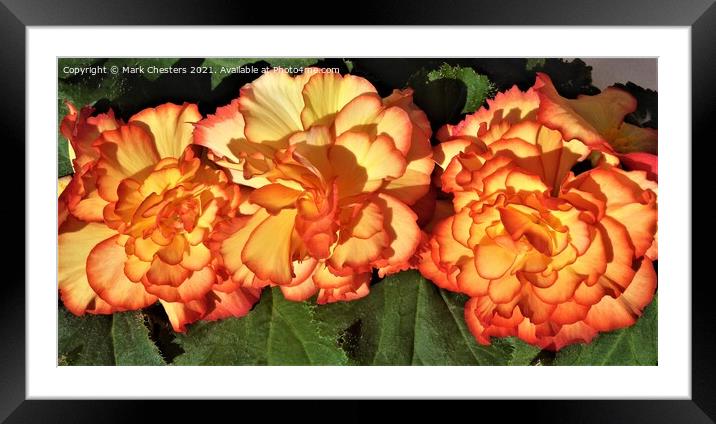 Majestic Sunburst Begonia Trio Framed Mounted Print by Mark Chesters