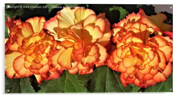 Majestic Sunburst Begonia Trio Acrylic by Mark Chesters