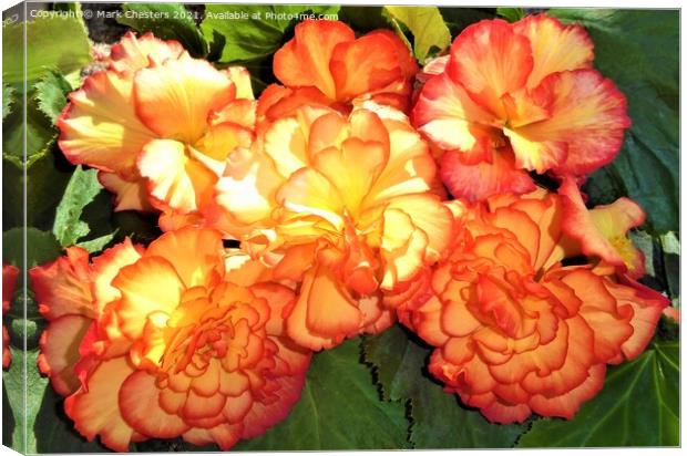 Majestic Sunburst Begonia A Vibrant Floral Beauty Canvas Print by Mark Chesters
