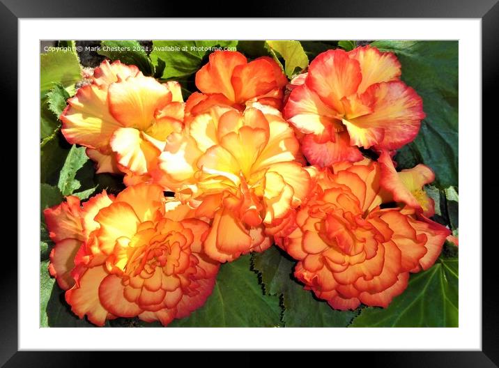 Majestic Sunburst Begonia A Vibrant Floral Beauty Framed Mounted Print by Mark Chesters