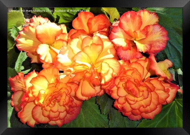 Majestic Sunburst Begonia A Vibrant Floral Beauty Framed Print by Mark Chesters