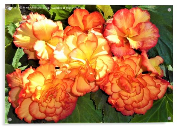 Majestic Sunburst Begonia A Vibrant Floral Beauty Acrylic by Mark Chesters