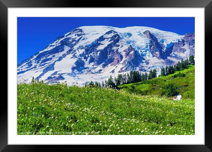 Bistort Wildflowers Paradise Mount Rainier National Park Washing Framed Mounted Print by William Perry
