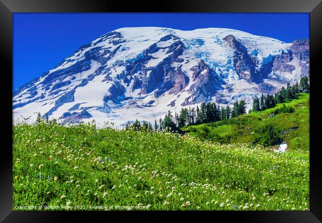 Bistort Wildflowers Paradise Mount Rainier National Park Washing Framed Print by William Perry