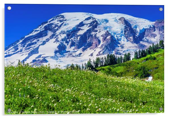 Bistort Wildflowers Paradise Mount Rainier National Park Washing Acrylic by William Perry