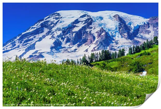 Bistort Wildflowers Paradise Mount Rainier National Park Washing Print by William Perry