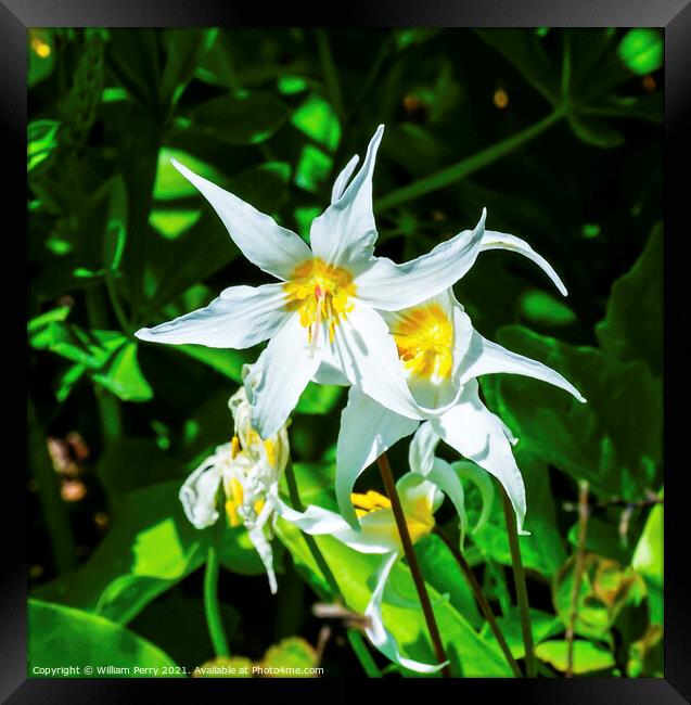 White Avalanche Lily Wildflower Mount Rainier Paradise Framed Print by William Perry