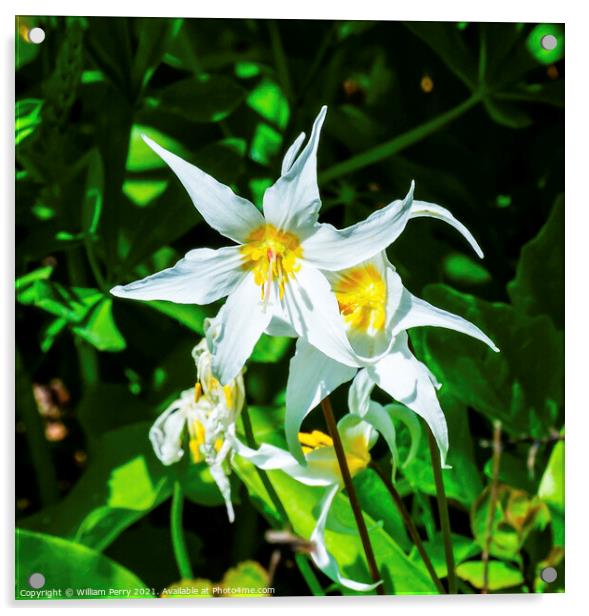 White Avalanche Lily Wildflower Mount Rainier Paradise Acrylic by William Perry