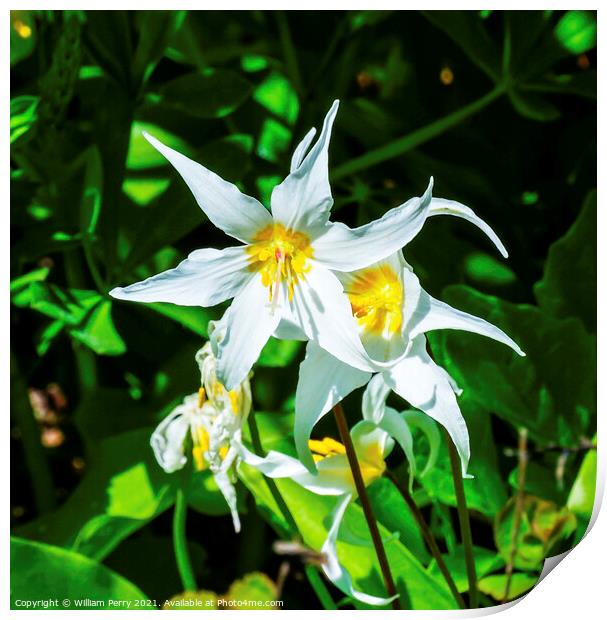 White Avalanche Lily Wildflower Mount Rainier Paradise Print by William Perry