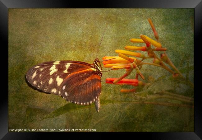 Butterfly and flower Framed Print by Susan Leonard