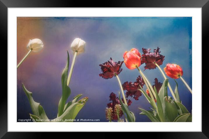 Tulips, tulips, tulips Framed Mounted Print by Susan Leonard