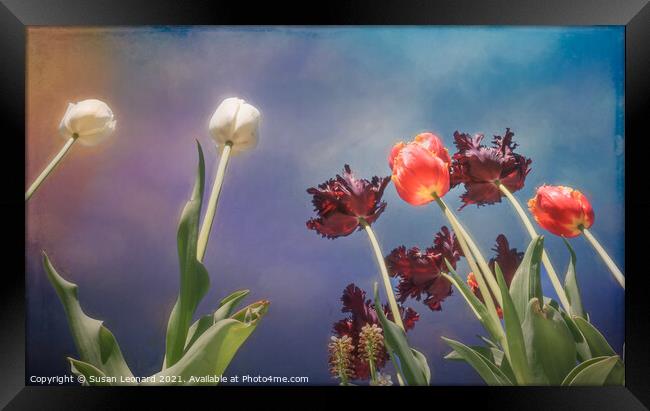 Tulips, tulips, tulips Framed Print by Susan Leonard