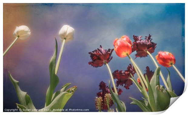 Tulips, tulips, tulips Print by Susan Leonard