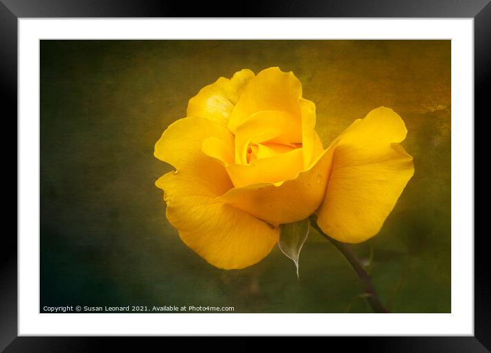 Rose in yellow Framed Mounted Print by Susan Leonard